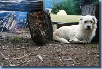 Dog besides trunks on a trailriding for beginners program.